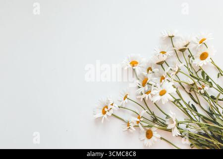 Flat lay composition with fresh chamomiles on white background. Space for text. Stock Photo
