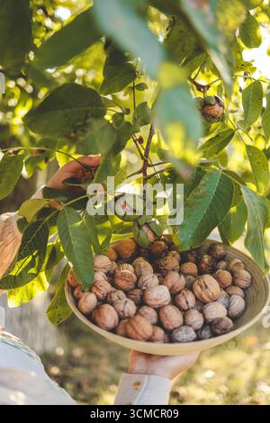 Walnut tree with big nuts in green shell close up, harvesting time ...