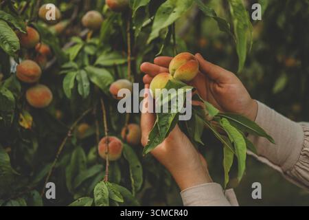 Harvesting peaches. Female hand touching fresh ripe peach on branch of peach tree in orchard. Stock Photo