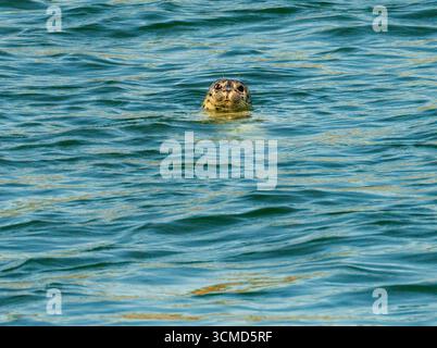 Small harbor seal or sea lion pup in waters off Anacortes looking plaintively at camera in portrait with worried expression Stock Photo