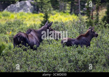 A mother moose (cow) and her young calf graze together in a lush, green mountain meadow filled with willow shrubs during summer. Stock Photo