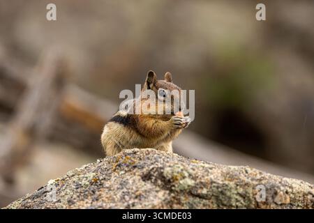 An adorable chipmunk pauses on a large rock to eat a seed, preparing for the coming winter in its Rocky Mountain habitat. Stock Photo