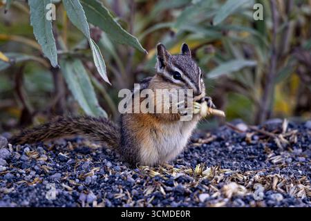 A cute, wild chipmunk sits on a gravel path in autumn, holding a seed head in its tiny paws while foraging for food. Stock Photo