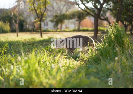 cats explore grassy area near tree trunks in urban park. Natural light highlights their forms. Stock Photo