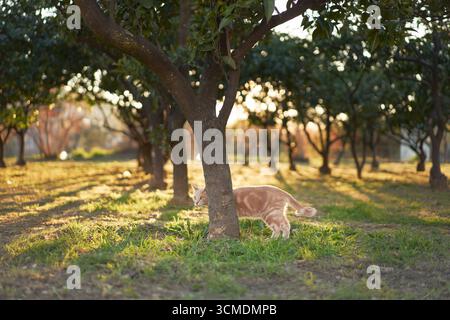 Ginger cat strolls between trees in late afternoon orchard. Sunlight spills through. Stock Photo