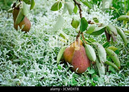 Two red Williams pears hanging from a branch touch a bed of plants with their weight Stock Photo