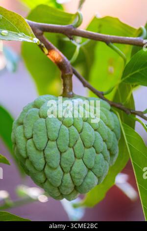 Unripe atis fruit hanging on a branch Stock Photo
