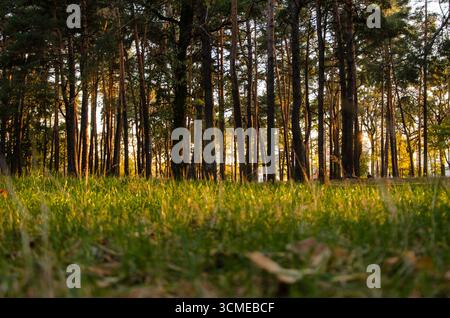 Low angle view of grass and pine trees at sunset in quiet forest landscape. Stock Photo