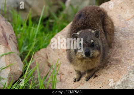 Rock Hyrax On Rock Looking (Procavia capensis) Stock Photo