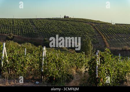Scenic vineyard on green hillside during sunset, rows of grape plants in natural light, agricultural landscape for wine production. Stock Photo