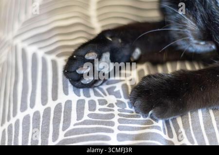 Black cat paws showing pads and claws, resting comfortably on a soft gray and white patterned blanket, creating a cozy and peaceful scene Stock Photo