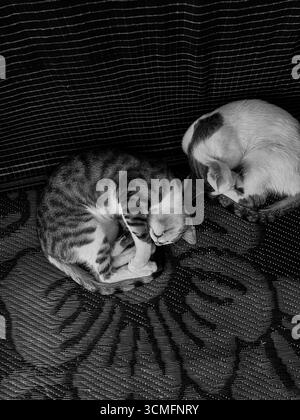 Two cats sleeping peacefully on a colorful rug in Toudjane, Tunisia during a quiet afternoon Stock Photo