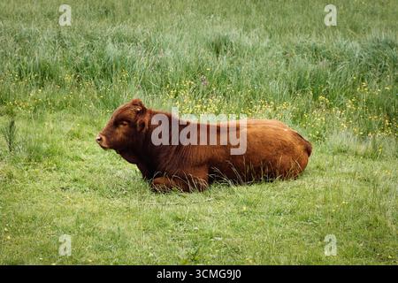 A peaceful shot of a brown cow resting in a green meadow with scattered wildflowers near Riesachsee in Austria. Stock Photo