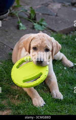 A young labrador dog sitting in the garden on a summers evening with a light green frisbee type toy in his mouth Stock Photo