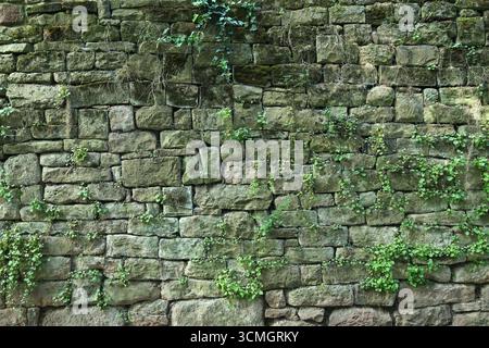 Ancient moss covered wall with vegetation Stock Photo