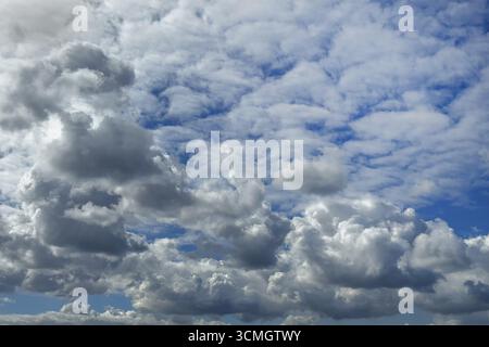 Cloudy sky with below many cumulus clouds cumulus clouds cluster clouds under bright blue sky, above cloud field of altocumulus clouds Altocumulus str Stock Photo