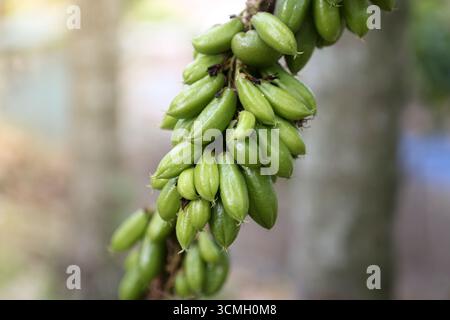 Germinazione I Semi: Zio Chan * 30 Semi Averrhoa Bilimbi Rare Tropicale