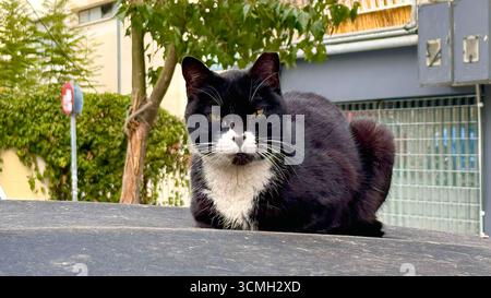 Stoic Tuxedo Cat Resting on a Car Roof in Urban Street Stock Photo