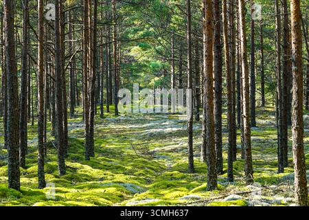 A tranquil pine forest scene with moss and lichens covering the forest floor, creating a soft green carpet under tall, straight pine trees in natural Stock Photo