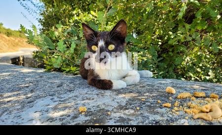 A cute black and white stray kitten with big yellow eyes lying on a stone wall in the famous Meteora region of Greece Stock Photo