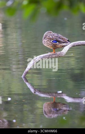 Wild UK female mallard (Anas platyrhynchos) standing on tree perch over water with super reflection, duck's head tucked back into her feathers resting. Stock Photo
