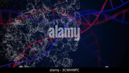 Rotating red and blue DNA helix twisting in virtual lab visualization, with molecular mesh network Stock Photo