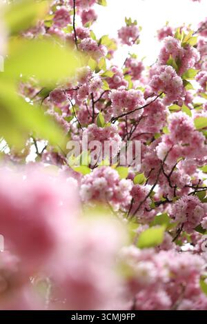 Vibrant pink cherry blossoms in full bloom, creating a dreamy, romantic mood. Stock Photo