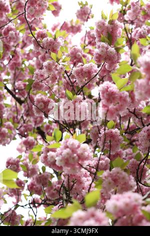 Vibrant pink cherry blossoms in full bloom, viewed from below.  Soft, dreamy mood. Stock Photo