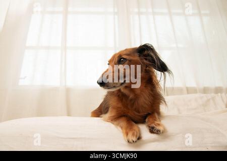 Close-up of a brown long haired dachshund lying on a bed looking sideways Stock Photo