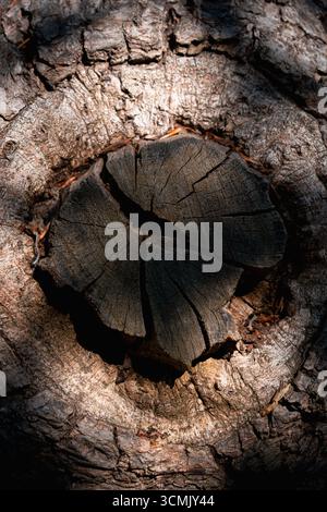 Wooden background with close-up tree bark texture, authentic natural surface showing real patterns and details for use in design and nature concepts. Stock Photo