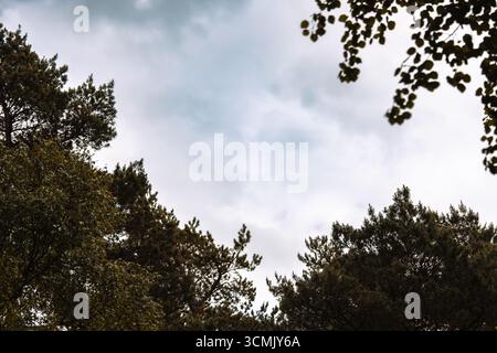 Upward view of the sky through tree canopies, with a glimpse of cloudy sky framed by dark silhouettes of leaves and branches. Stock Photo