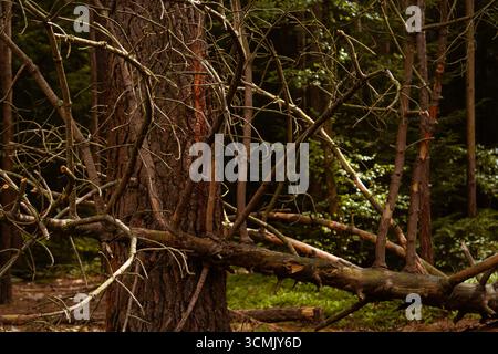 Autumn pine forest scenery with many tree trunks and fallen needles covering the ground, creating a mix of darkness and light in a remote woodland. Stock Photo