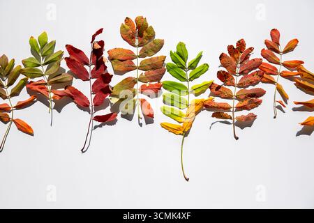 Many colorful autumn leaf arranged on white background with copy space. Flat lay composition for seasonal decoration and fall concept. Stock Photo