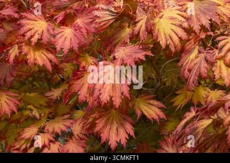 Leaves of orange Full Moon Maple Acer japonicum also known as Rising Sun in autumn time. Stock Photo
