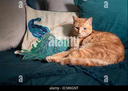 Orange cat relaxing on bed next to peacock bird pillow Stock Photo
