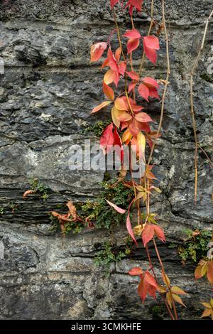 Virgina Creeper Turns Red In Autumn On Stone Wall in Swiss village Stock Photo