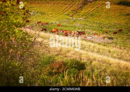Cows Grazing in a autumn farmland pasture Stock Photo