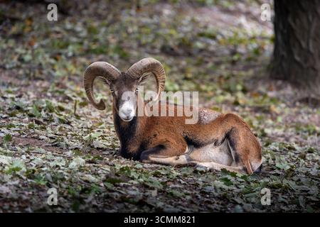 large male mouflon (Ovis orientalis musimon) resting in forest, wildlife habitat, strength, wilderness beauty Stock Photo