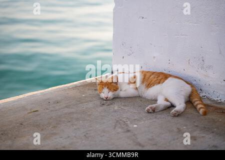 Peaceful ginger and white cat sleeping on concrete ledge by sea. Cute stray cat napping tranquilly by the calm blue water Stock Photo