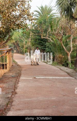 A farmer prepares milking cows at Chalanbil. It is one of the largest ...