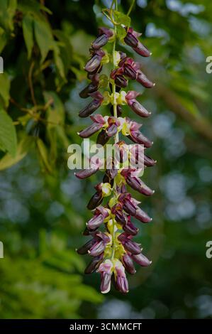 Mucuna pruriens, also known as the velvet bean, is a tropical legume ...