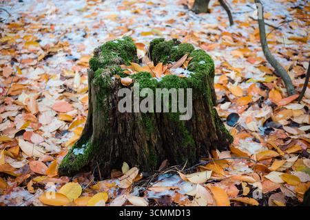 An old tree stump in an autumn forest, covered with green moss, fallen autumn leaves and a little snow. Stock Photo