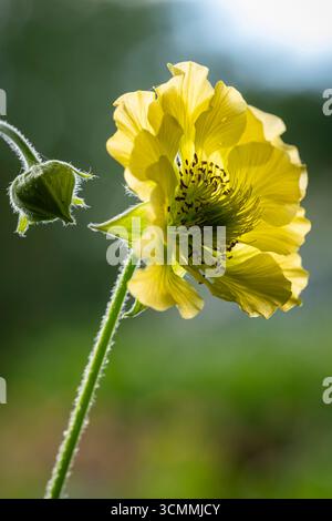 Geum 'Cocktail Banana Daiquiri' Stock Photo