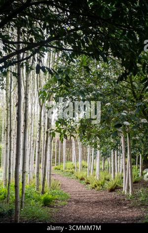 Silver Birch woodland in spring Stock Photo