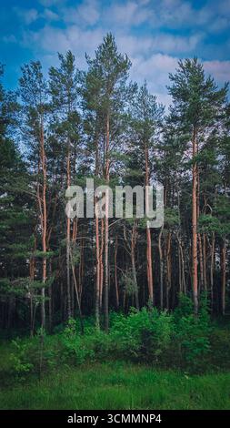 Majestic forest with large pine trees in summer day. Stock Photo