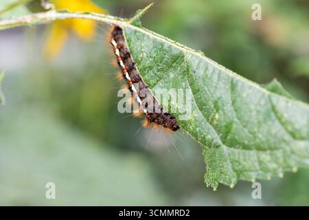 A Knot grass moth caterpillar, Acronicta rumicis feeding on a sunflower leaf Stock Photo