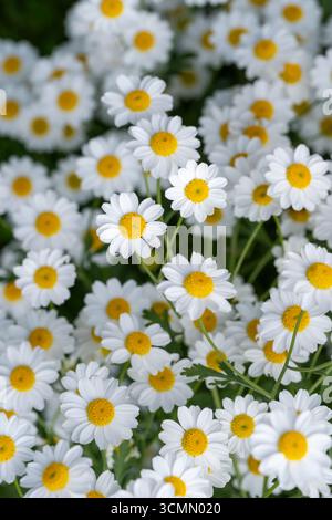 Tanacetum parthenium, Feverfew, white flowers in summer Stock Photo