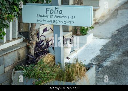 Naxos, Greece - Black and white cat hiding behind a sign Stock Photo