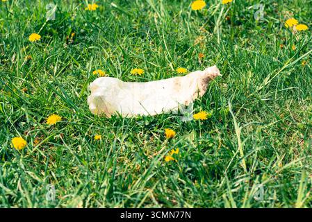 Used plastic bottle on grass in city park Stock Photo