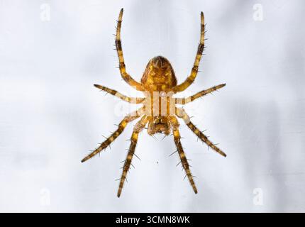 A close up from the down side of a garden spider Stock Photo